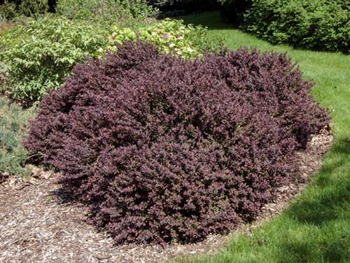 Royal Burgundy or Gentry Barberry